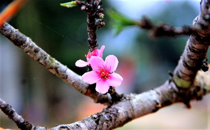 Thời tiết trong những ngày Tết Nguyên đán của các khu vực trên cả nước - Ảnh 2. Thời tiết trong những ngày Tết Nguyên đán của các khu vực trên cả nước - Ảnh 2.