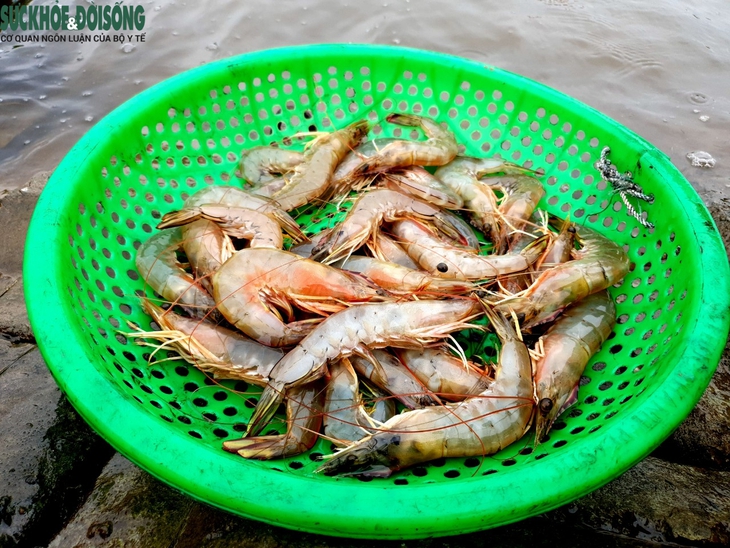 Ra khơi mùa biển biển động, tôm cá về đầy khoang - Ảnh 8.