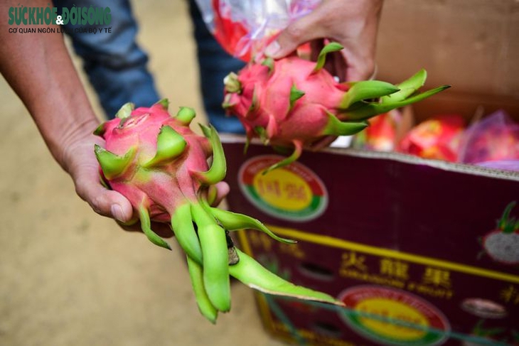 Tiêu thị nông sản: Ưu tiên Container lạnh phục vụ xuất khẩu - Ảnh 1. Tiêu thị nông sản: Ưu tiên Container lạnh phục vụ xuất khẩu - Ảnh 1.
