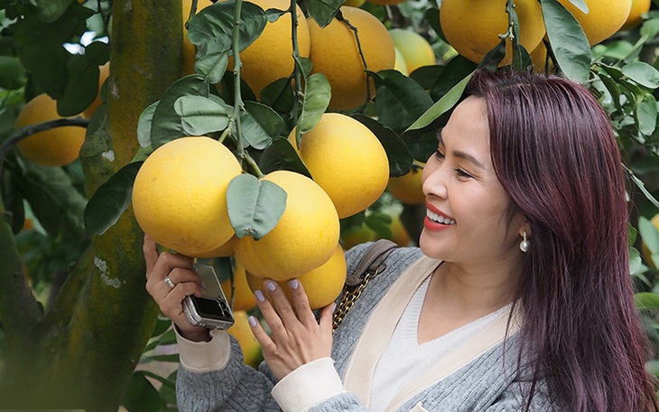 Bưởi cảnh lúc lỉu quả tràn ngập phố phường, sẵn sàng đón Tết