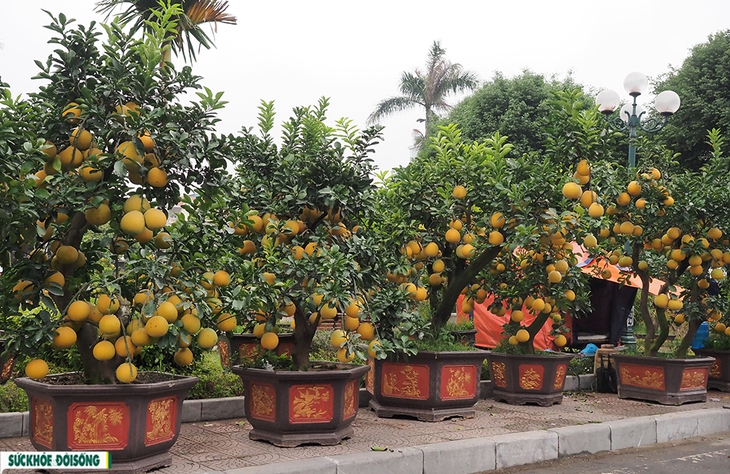 Bưởi cảnh trĩu quả làm mê mẩn cô gái đến từ Bến Tre - Ảnh 2.