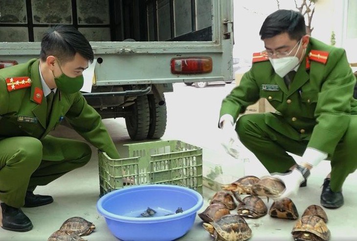 Số rùa bị bắt giữ nằm trong danh mục sách đỏ, cấm buôn bán