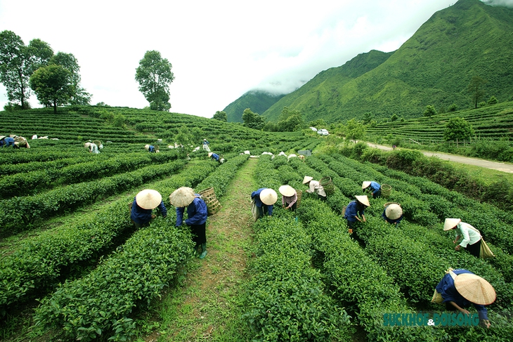 Khám phá đồi chè Bản Bo xanh mướt đẹp như tranh trên đất Tam Đường - Ảnh 1. Khám phá đồi chè Bản Bo xanh mướt đẹp như tranh trên đất Tam Đường - Ảnh 1.