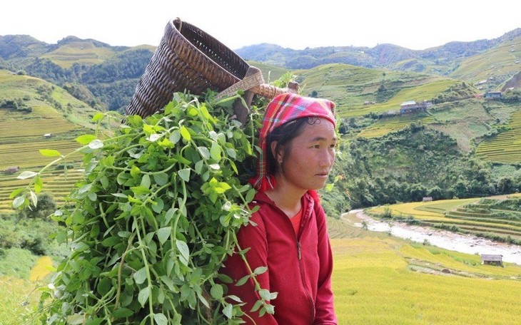 Phát triển và bảo tồn cây dược liệu quý tại Hà Giang