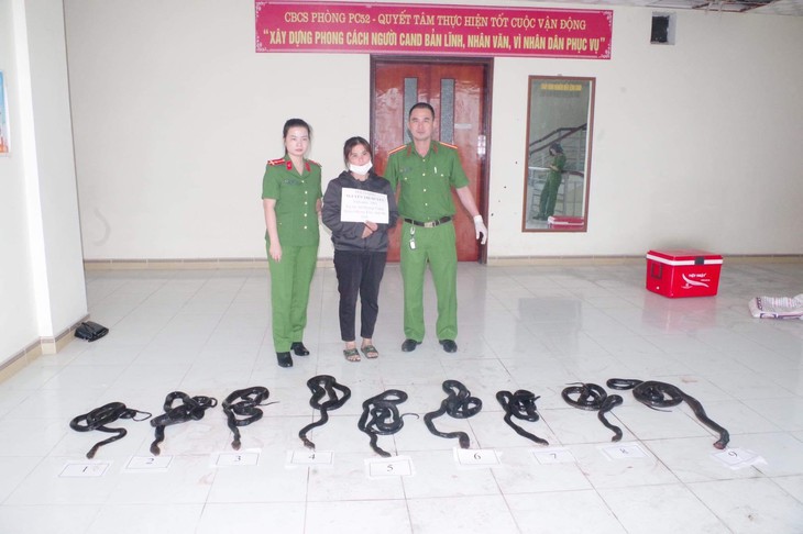 Bắt người phụ nữ vận chuyển 9 cá thể rắn hổ mang chúa - Ảnh 1.