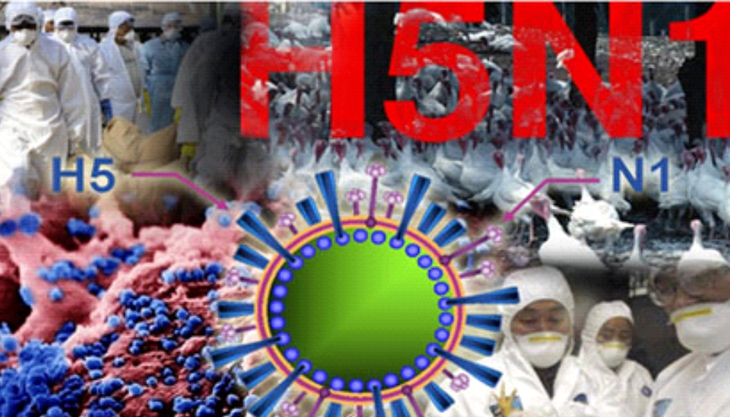 Người bị nhiễm cúm A/H5N1 thường tử vong với tỷ lệ cao, Bộ Y tế khuyến cáo 5 biện pháp phòng, chống- Ảnh 1. Người bị nhiễm cúm A/H5N1 thường tử vong với tỷ lệ cao, Bộ Y tế khuyến cáo 5 biện pháp phòng, chống- Ảnh 1.
