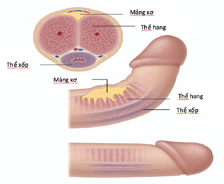 Cong dương vật có ảnh hưởng tới chức năng sinh lý của nam giới? - Ảnh 2.