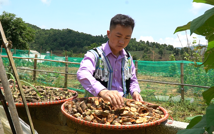 Chàng trai người Mông phát huy bài thuốc gia truyền miễn phí cho người nghèo
