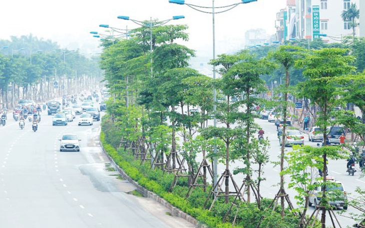 Hà Nội thay toàn bộ cây già cỗi, trồng cây gì sẽ phù hợp?