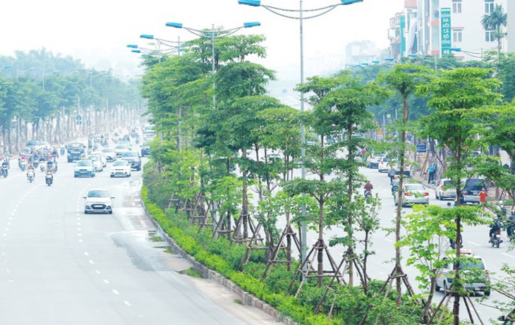 Hà Nội thay toàn bộ cây già cỗi, trồng cây gì sẽ phù hợp? - Ảnh 2.