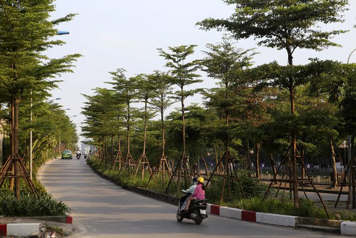 Cần lữu trữ hồ sơ cây xanh, không thể cứ thích là thay - Ảnh 2.