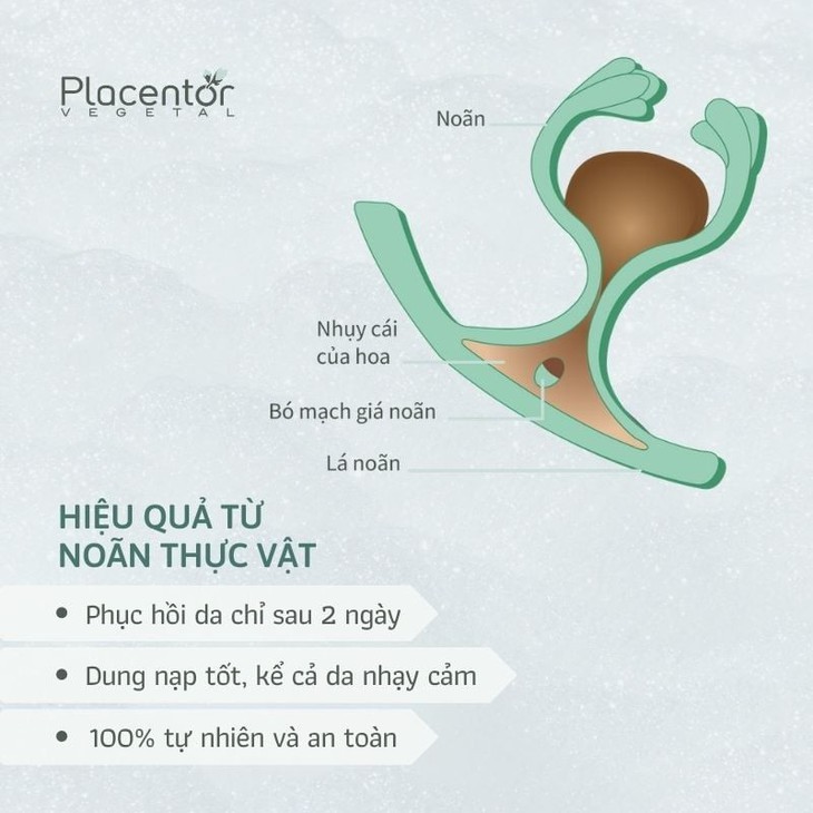 Tế bào gốc noãn thực vật – Giải pháp trẻ hóa da từ cấp độ tế bào - Ảnh 1. Tế bào gốc noãn thực vật – Giải pháp trẻ hóa da từ cấp độ tế bào - Ảnh 1.