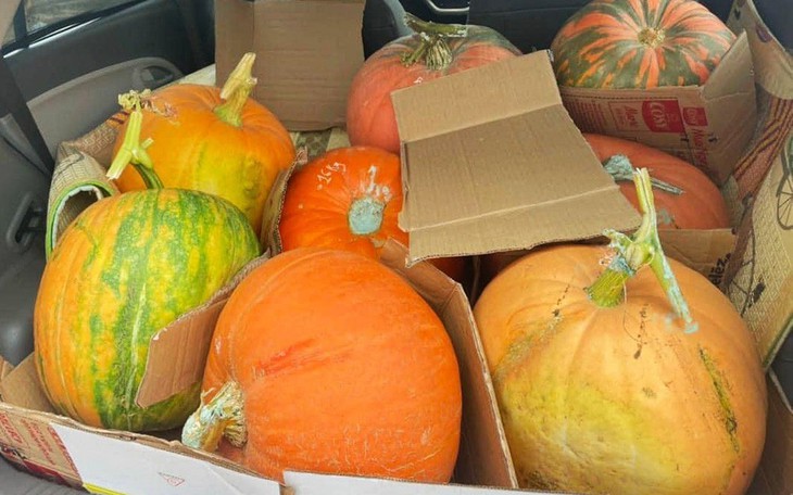 Bí ngô Halloween: Quả khổng lồ giá 7,5 triệu, loại xấu cũng đắt như tôm tươi