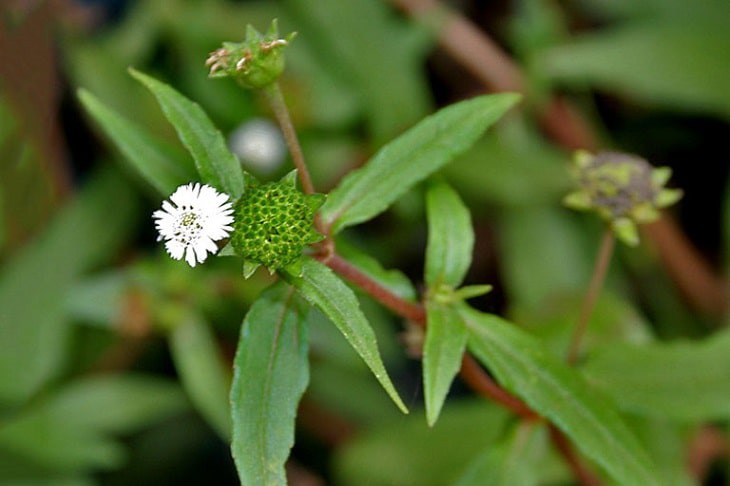 7 thảo dược, bài thuốc hỗ trợ trị sốt do adenovirus ở trẻ  - Ảnh 2.