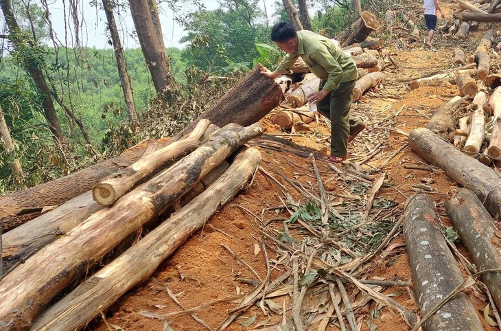 Bị xử phạt vì ngang nhiên khai thác gỗ rừng trồng phòng hộ - Ảnh 1.