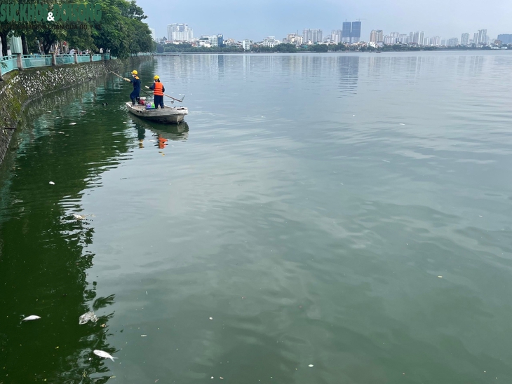 Cá hồ Tây tiếp tục chết hàng loạt sau trục vớt nhiều lần - Ảnh 4. Cá hồ Tây tiếp tục chết hàng loạt sau trục vớt nhiều lần - Ảnh 4.