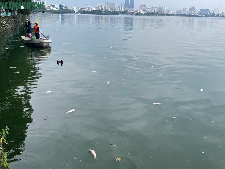Cá hồ Tây tiếp tục chết hàng loạt sau trục vớt nhiều lần - Ảnh 5. Cá hồ Tây tiếp tục chết hàng loạt sau trục vớt nhiều lần - Ảnh 5.
