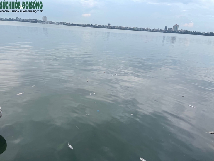 Cá hồ Tây tiếp tục chết hàng loạt sau trục vớt nhiều lần - Ảnh 3. Cá hồ Tây tiếp tục chết hàng loạt sau trục vớt nhiều lần - Ảnh 3.