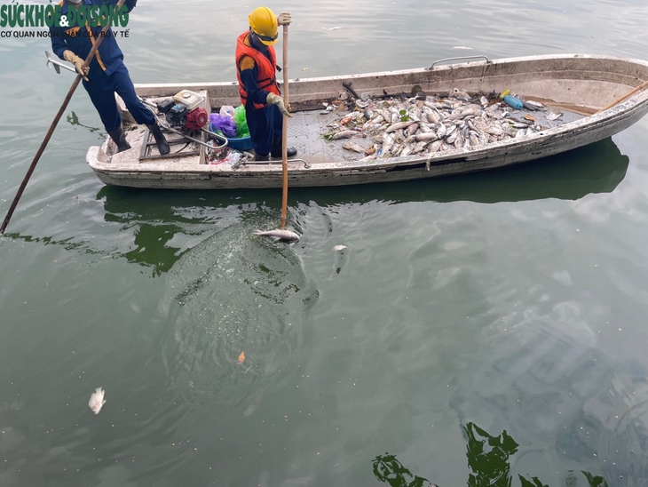 Cá hồ Tây tiếp tục chết hàng loạt sau trục vớt nhiều lần - Ảnh 6. Cá hồ Tây tiếp tục chết hàng loạt sau trục vớt nhiều lần - Ảnh 6.