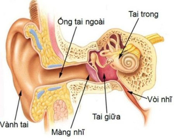 Viêm tai giữa cấp mủ ở trẻ và những điều cần biết - Ảnh 1. Viêm tai giữa cấp mủ ở trẻ và những điều cần biết - Ảnh 1.