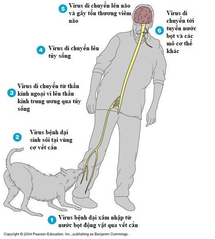 Người đàn ông ở Hà Nội tử vong sau 2 tháng bị chó cắn - Ảnh 1.