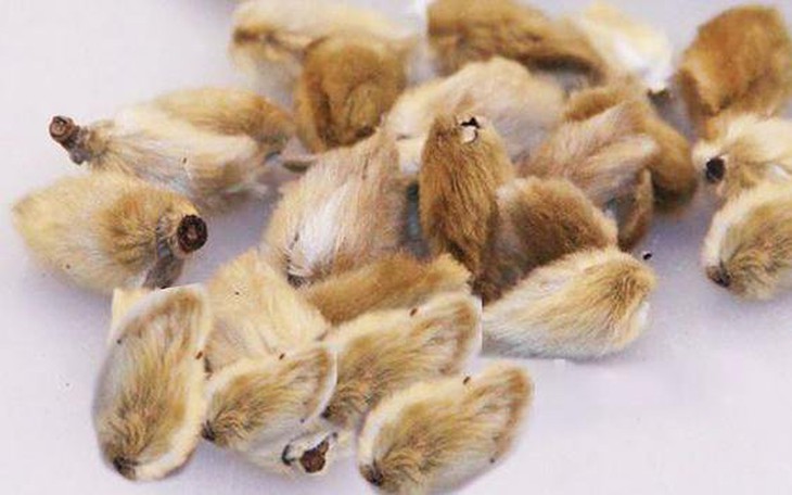Bài thuốc chữa viêm mũi dị ứng do lạnh