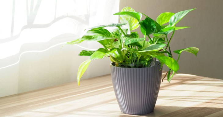 5 loại cây trồng trong nhà giúp bạn có giấc ngủ ngon - Ảnh 4.