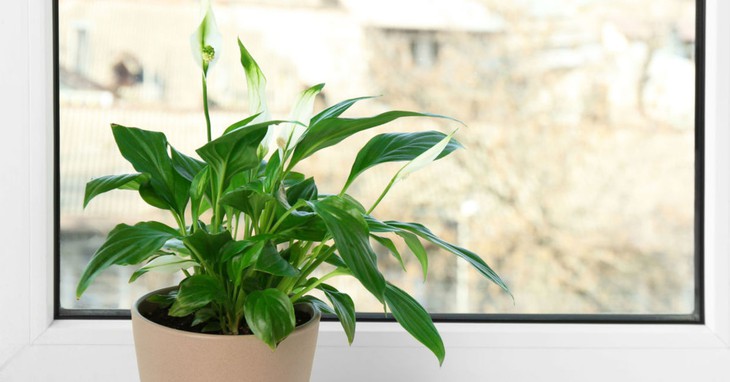 5 loại cây trồng trong nhà giúp bạn có giấc ngủ ngon - Ảnh 5.