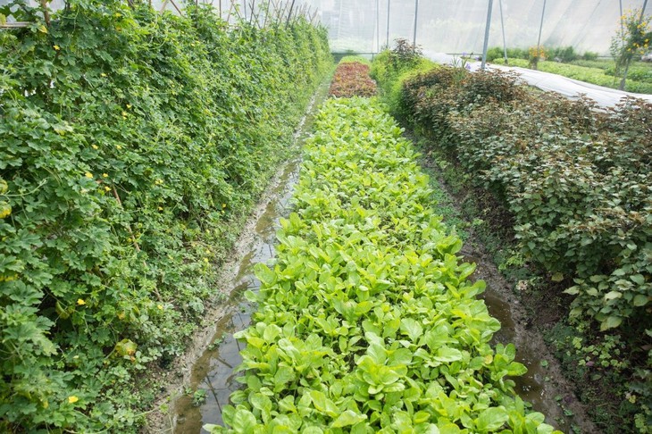 Thực phẩm hữu cơ tốt cho sức khỏe và môi trường - Ảnh 2.