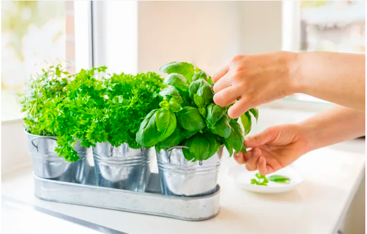 5 loại thảo mộc tăng cường sức khỏe bạn có thể trồng trong nhà bếp của mình - Ảnh 1. 5 loại thảo mộc tăng cường sức khỏe bạn có thể trồng trong nhà bếp của mình - Ảnh 1.