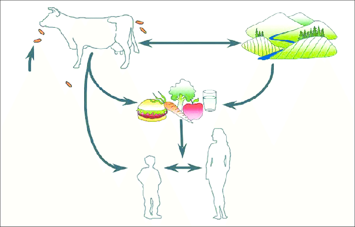 5 chìa khóa để giảm thiểu những vụ ngộ độc thực phẩm nghiêm trọng do vi khuẩn E.Coli - Ảnh 3.