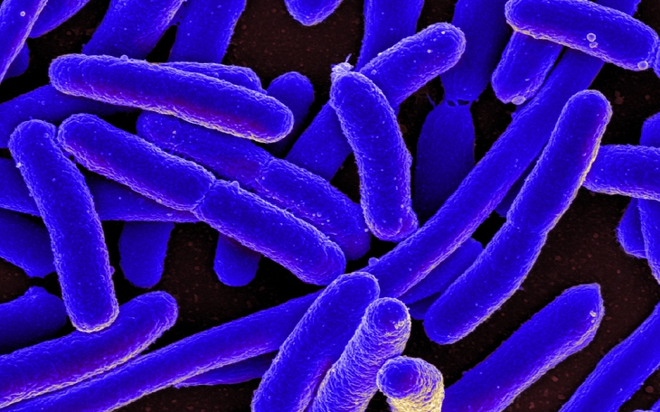 Vi khuẩn E.Coli không "lành" như bạn vẫn nghĩ và 5 chìa khóa phòng ngộ độc thực phẩm