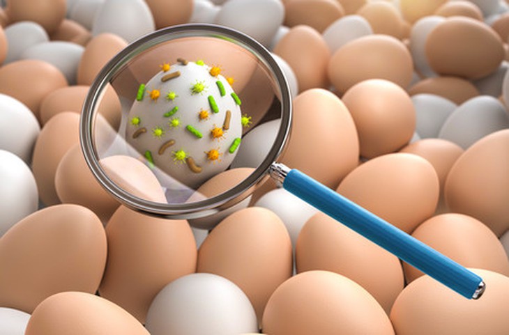 Thực phẩm nào có thể nhiễm khuẩn Salmonella - nguyên nhân được hướng đến trong vụ ngộ độc tại trường iSchool Nha Trang? - Ảnh 4. Thực phẩm nào có thể nhiễm khuẩn Salmonella - nguyên nhân được hướng đến trong vụ ngộ độc tại trường iSchool Nha Trang? - Ảnh 4.