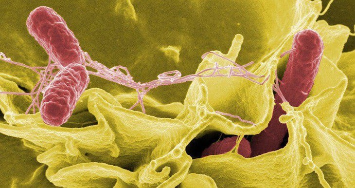 Khuyến cáo 4 bước phòng nhiễm Salmonella từ thực phẩm - Ảnh 2. Khuyến cáo 4 bước phòng nhiễm Salmonella từ thực phẩm - Ảnh 2.