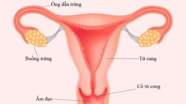 Tắc vòi trứng gây vô sinh và cách phòng ngừa hiệu quả - Ảnh 2. Tắc vòi trứng gây vô sinh và cách phòng ngừa hiệu quả - Ảnh 2.