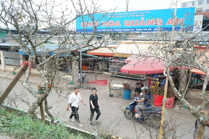 Hoa lê rừng “xuống phố” đón Tết - Ảnh 1. Hoa lê rừng “xuống phố” đón Tết - Ảnh 1.