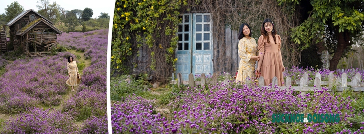 Người Hà Nội mê mẩn với hoa bách nhật tím đẹp như trời Âu  - Ảnh 1.