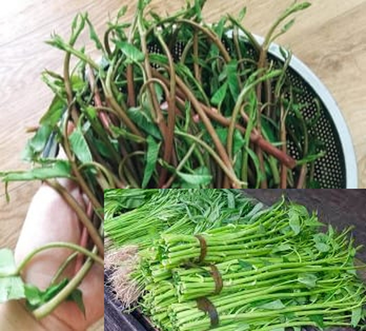 Chuyện ít biết về hai cô gái đẹp và loại rau muống tiến vua của người Hà Nội ai ăn cũng thích - Ảnh 1. Chuyện ít biết về hai cô gái đẹp và loại rau muống tiến vua của người Hà Nội ai ăn cũng thích - Ảnh 1.