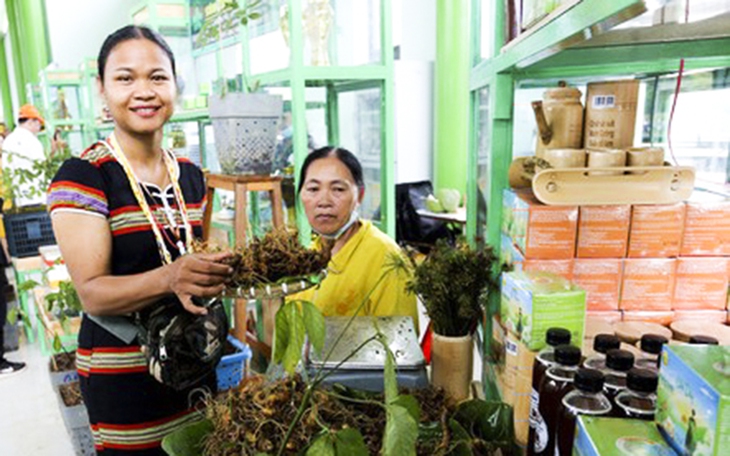 Lần đầu tiên tỉnh Lai Châu tổ chức hội chợ Sâm - Ảnh 1. Lần đầu tiên tỉnh Lai Châu tổ chức hội chợ Sâm - Ảnh 1.