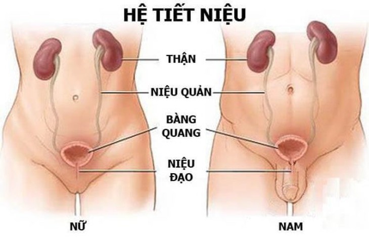 5 Phương pháp điều trị "lấy"sỏi thận ra khỏi cơ thể hữu hiệu nhất. - Ảnh 1.
