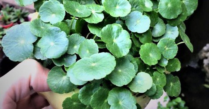 Cây cỏ lên chậu thành cây phong thủy mang may mắn dù giá cao vẫn hút khách