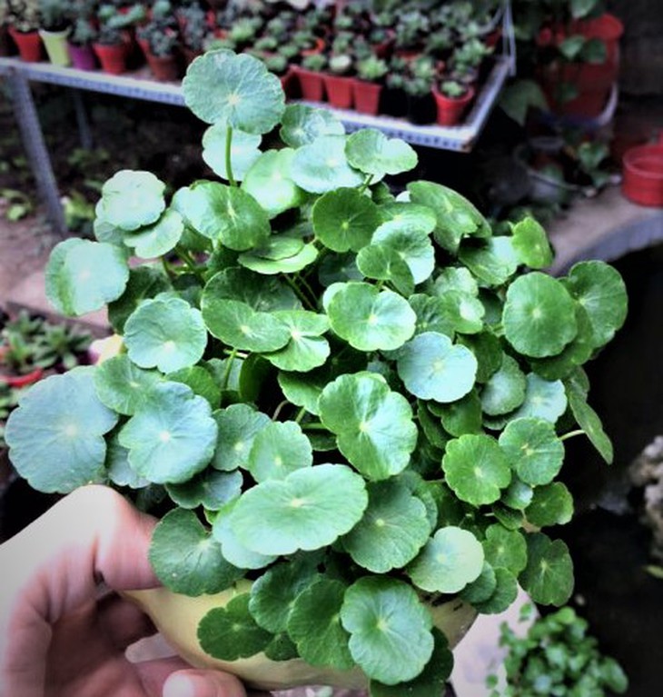 Cây cỏ lên chậu thành cây phong thủy mang may mắn dù giá cao vẫn hút khách - Ảnh 2.