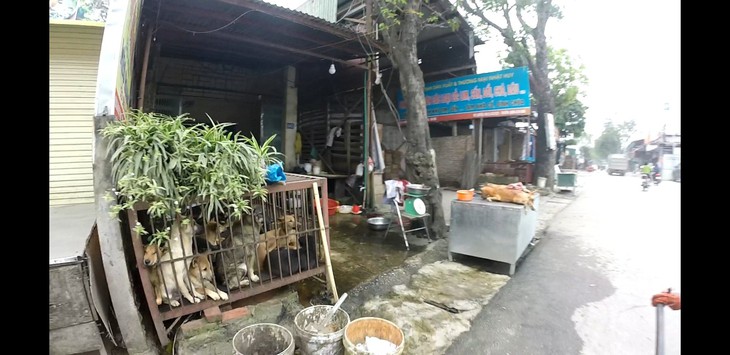 Nguy cơ sức khỏe cộng đồng từ thịt chó, mèo - Ảnh 2.