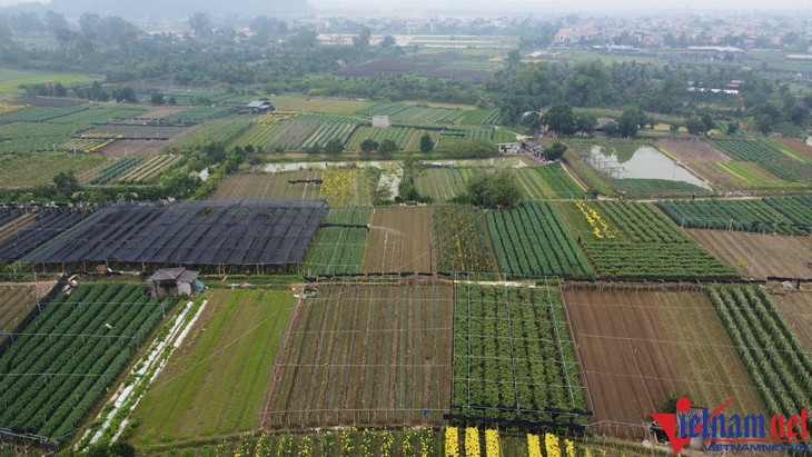 Làng hoa lớn nhất Thanh Hóa chuẩn bị chong đèn ‘nuôi’ hoa Tết - Ảnh 1. Làng hoa lớn nhất Thanh Hóa chuẩn bị chong đèn ‘nuôi’ hoa Tết - Ảnh 1.