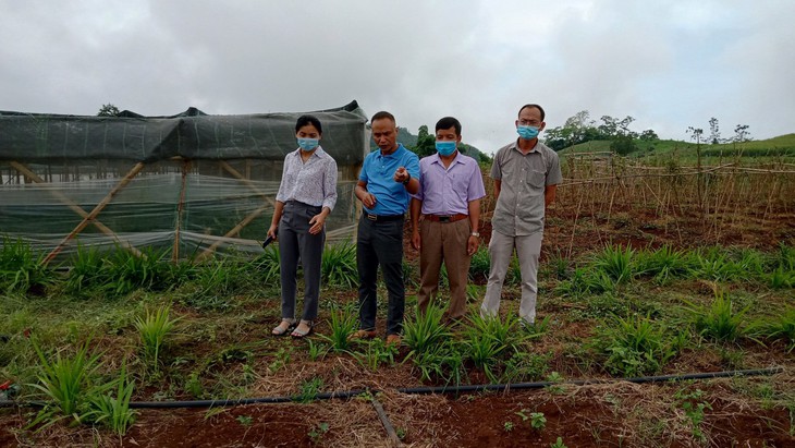 Tạo hành lang pháp lý để bảo tồn và phát triển dược liệu - Ảnh 1.