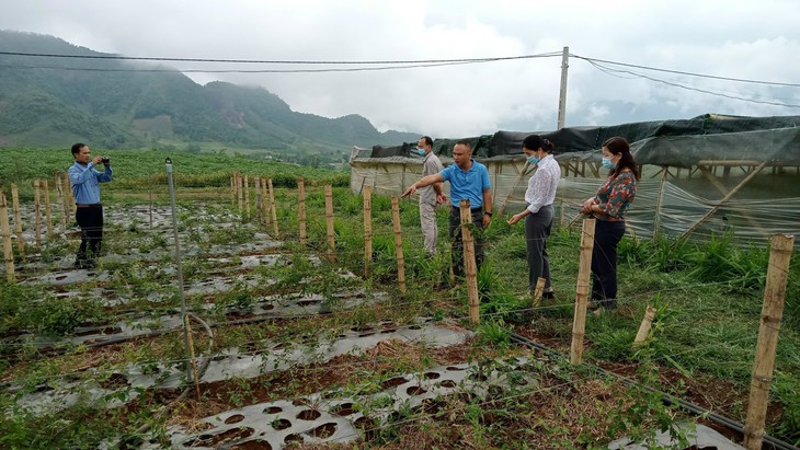 Đánh thức “kho vàng” dược liệu Việt để chăm sóc sức khỏe - Ảnh 1.