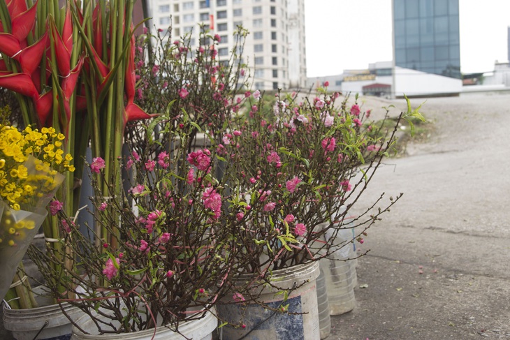 Hoa đào đầu mua bung nở giữa Thủ đô, tấp nập người mua dù Tết Nguyên đán cách 40 ngày - Ảnh 9. Hoa đào đầu mua bung nở giữa Thủ đô, tấp nập người mua dù Tết Nguyên đán cách 40 ngày - Ảnh 9.
