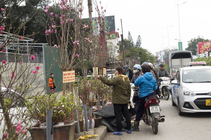 Hoa đào đầu mua bung nở giữa Thủ đô, tấp nập người mua dù Tết Nguyên đán cách 40 ngày - Ảnh 6. Hoa đào đầu mua bung nở giữa Thủ đô, tấp nập người mua dù Tết Nguyên đán cách 40 ngày - Ảnh 6.
