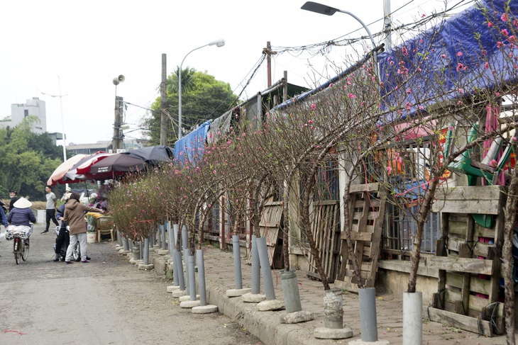 Hoa đào đầu mua bung nở giữa Thủ đô, tấp nập người mua dù Tết Nguyên đán cách 40 ngày - Ảnh 2. Hoa đào đầu mua bung nở giữa Thủ đô, tấp nập người mua dù Tết Nguyên đán cách 40 ngày - Ảnh 2.