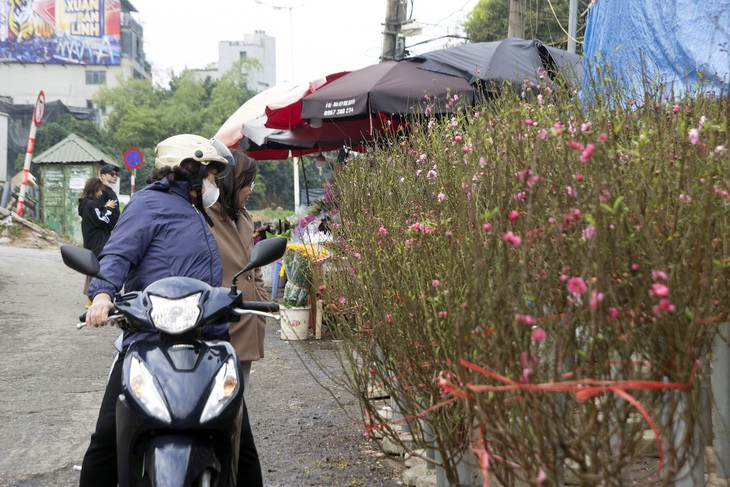 Hoa đào đầu mua bung nở giữa Thủ đô, tấp nập người mua dù Tết Nguyên đán cách 40 ngày - Ảnh 3. Hoa đào đầu mua bung nở giữa Thủ đô, tấp nập người mua dù Tết Nguyên đán cách 40 ngày - Ảnh 3.